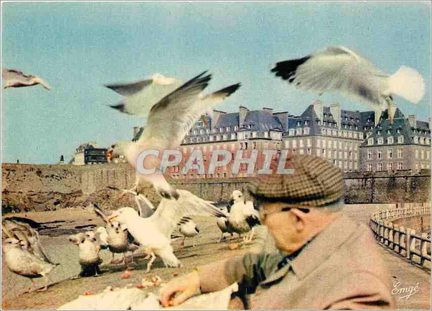 CPM Saint Malo Cite Corsaire Sur le mole des Noires le repas des mouettes 