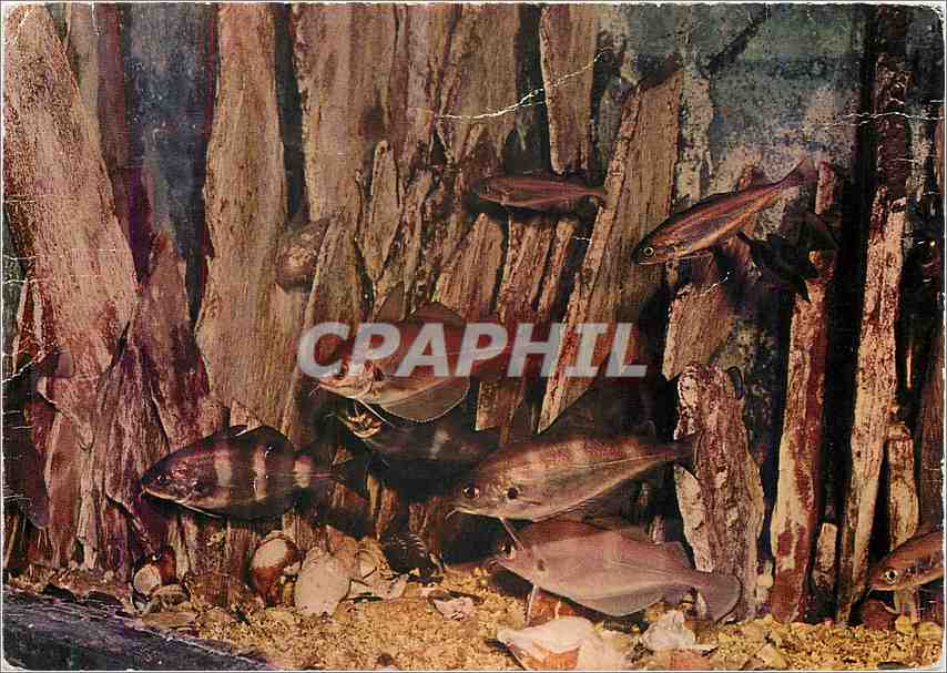 CPM Rotheneuf I et V Aquarium Marin de Rotheneuf Aux Rochers Sculptes 