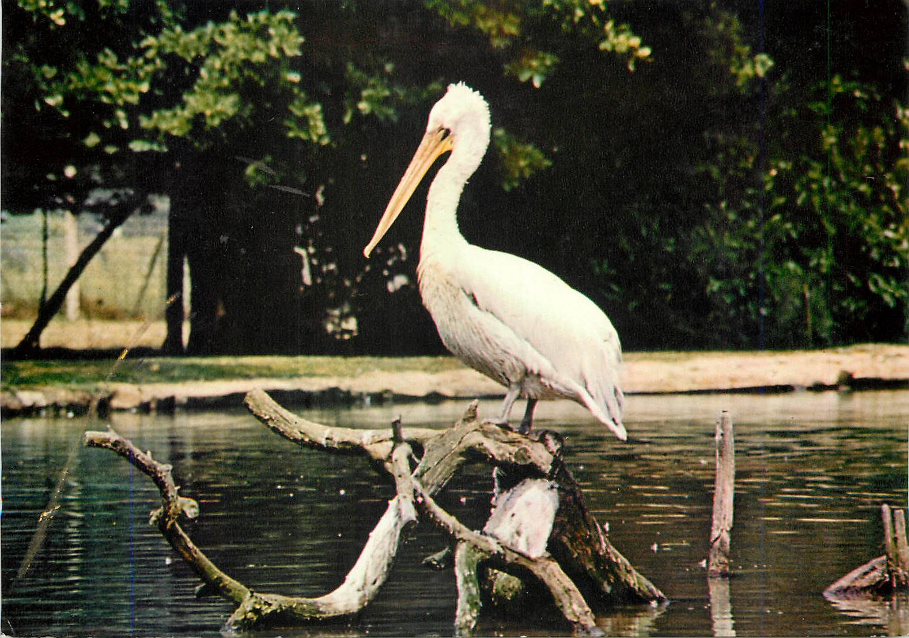 Pélican Rose — Parc Zoologique du Château de Branfere — 56190 Muzillac