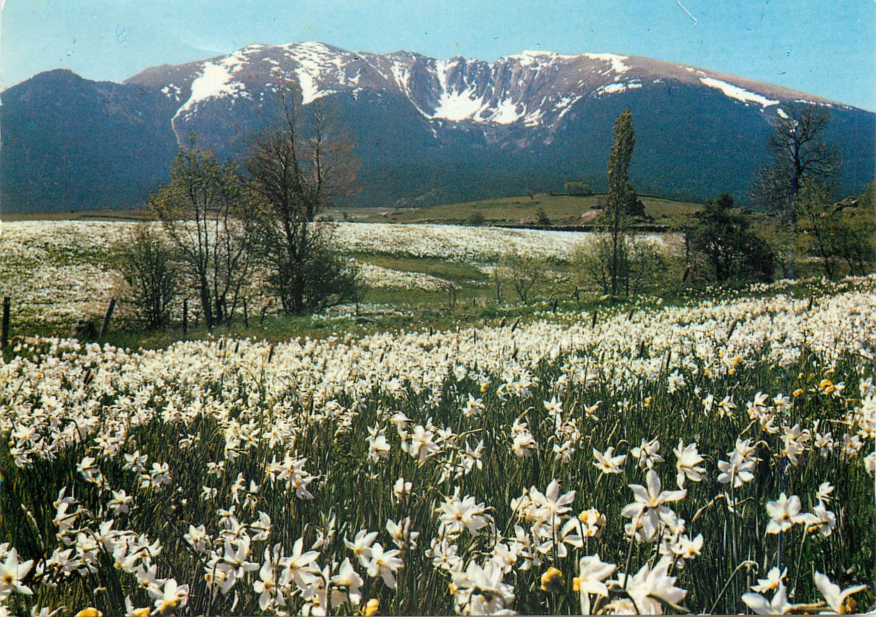 CPM En Montagne La Cambre d'Aze au printemps avec les champs de narcisses 