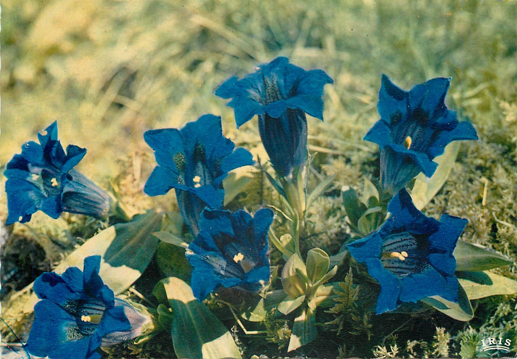 CPM Flore de Montagne Gentianes bleuses dans les Prairies Alpestres 