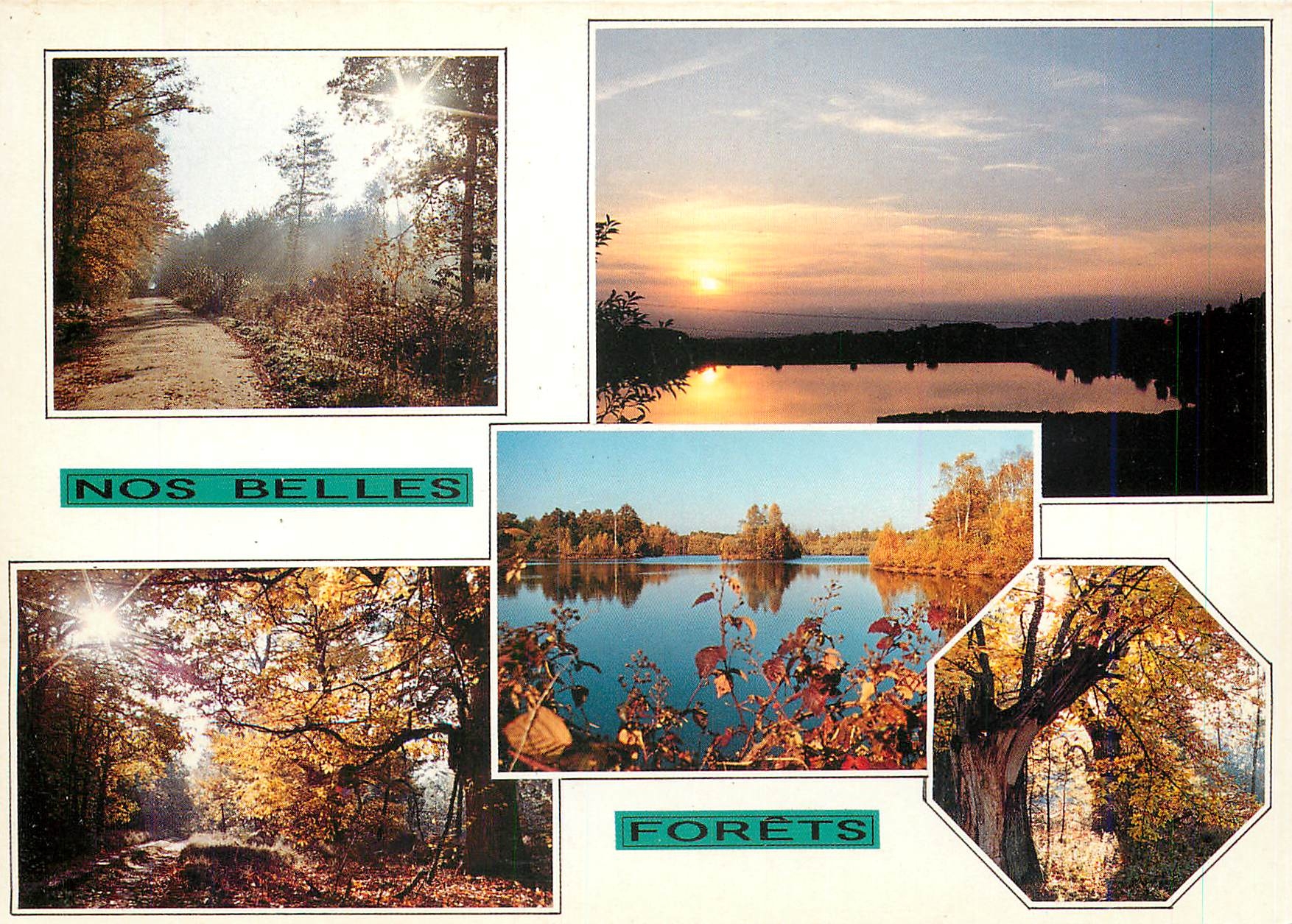 CPM Nos belles forets La foret masse en vain ses feuillages plus tents 