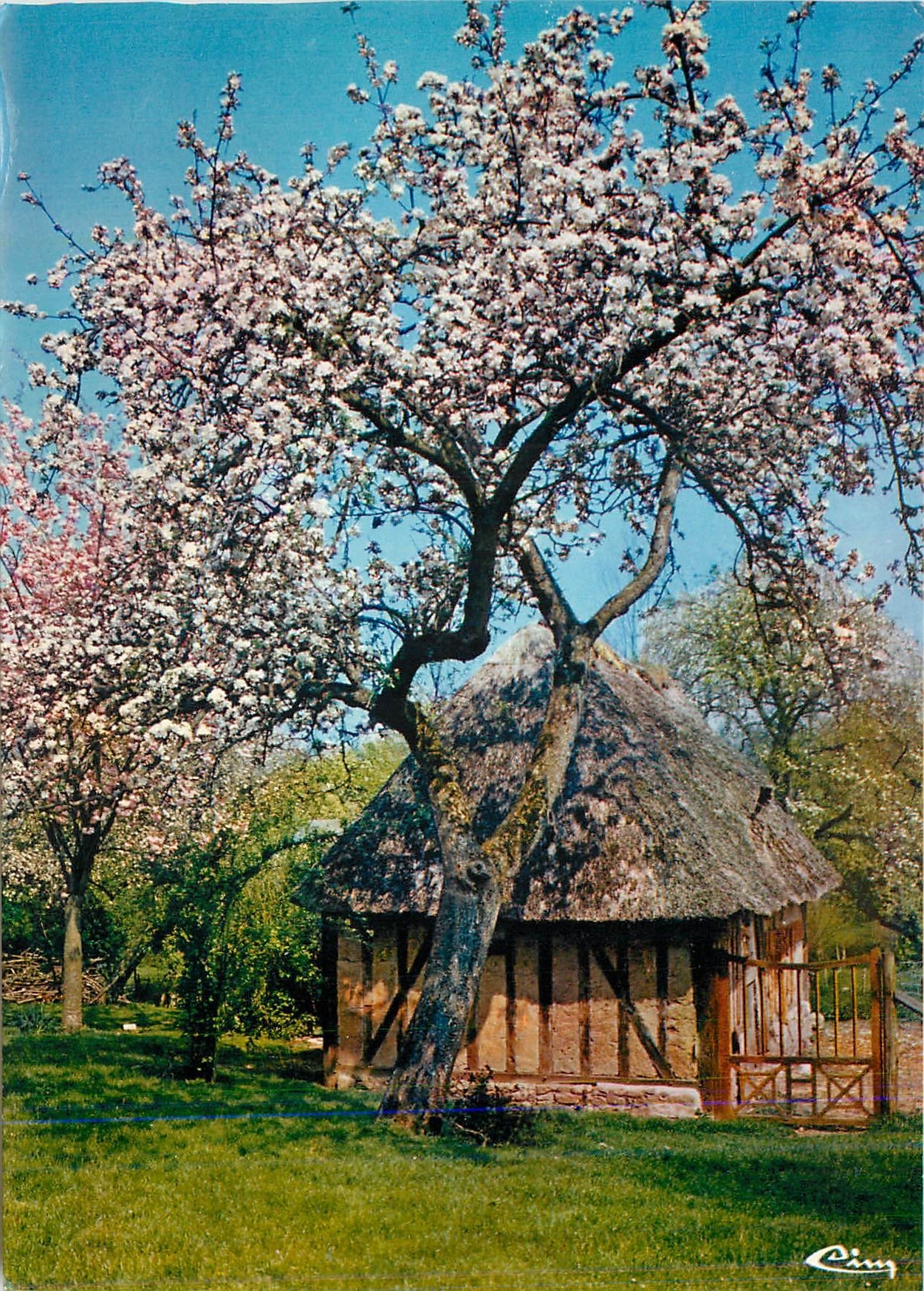 CPM Ma Normandie Pommiers en fleurs 