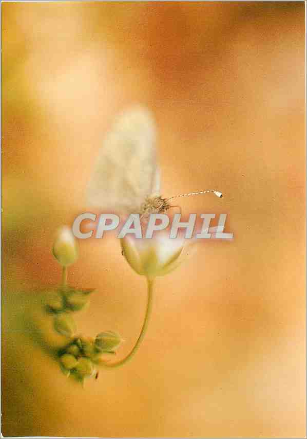 CPM Papillon 