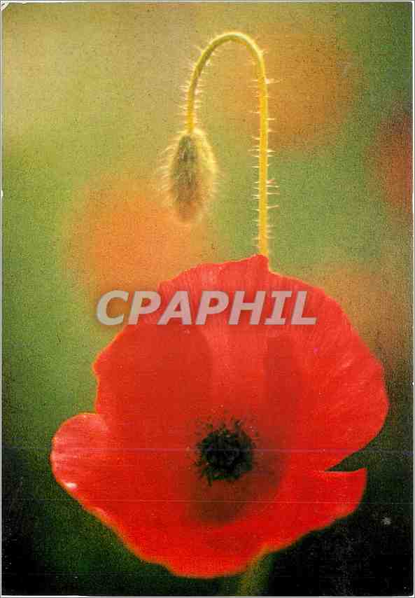 CPM Coquelicot 