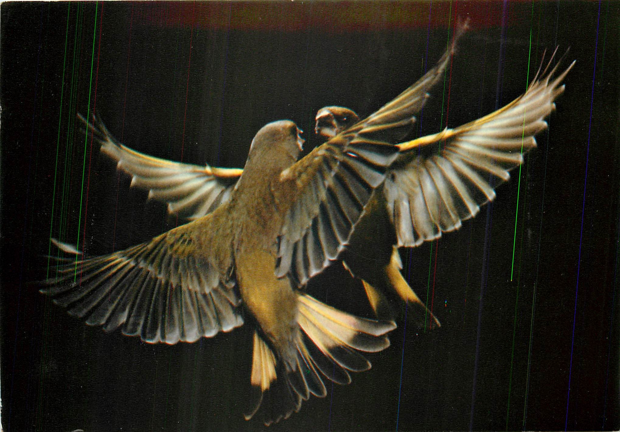 CPM Les Oiseaux de Roland Fiorillo Les Verdiers Voltige en duo 