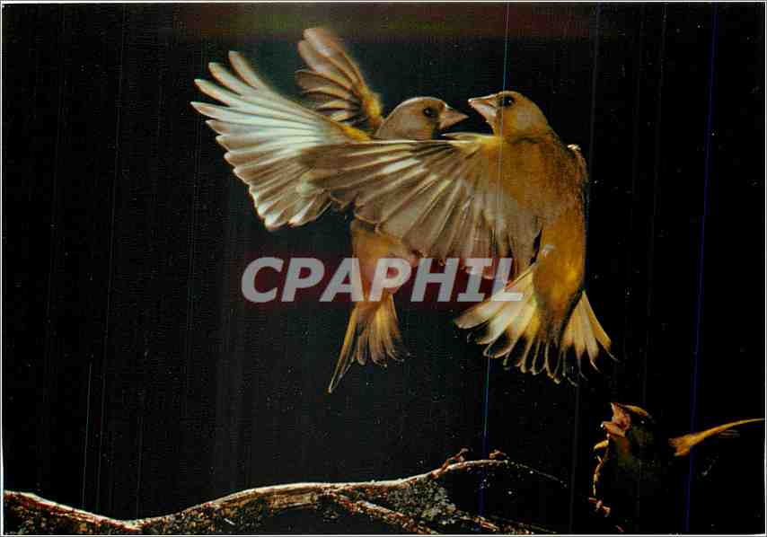 CPM Les Oiseaux de Roland Fiorillo Les Verdiers Accolade 