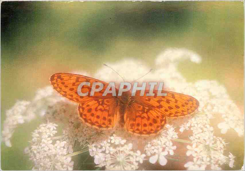 CPM Papillon Clossiaba Euphrosyne Grand collier argente 