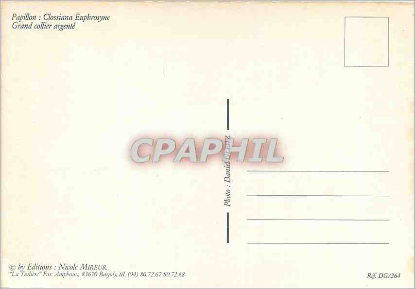 CPM Papillon Clossiaba Euphrosyne Grand collier argente  — Rückseite