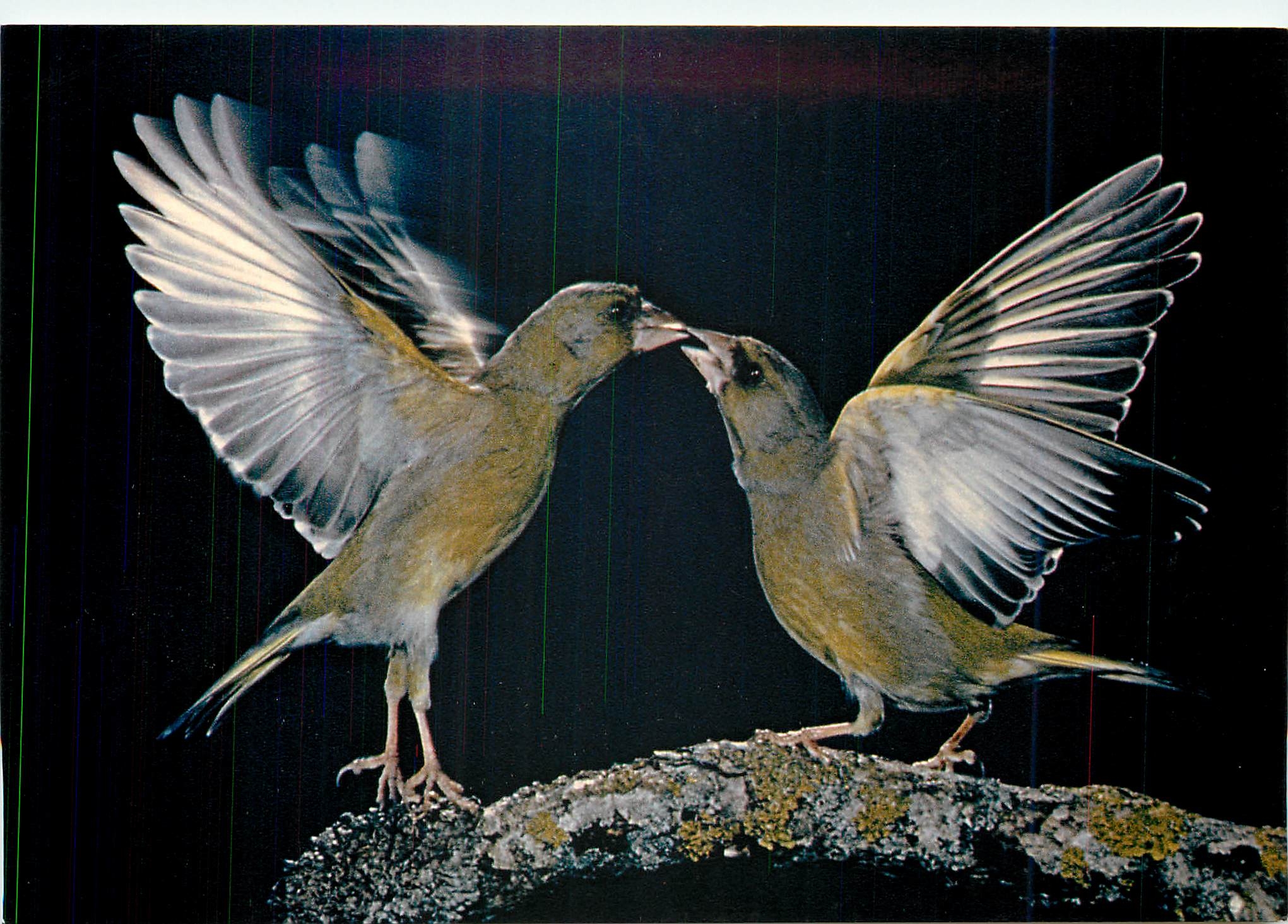 CPM Les Oiseaux de Roland Fiorillo Les Verdiers Tendresse 