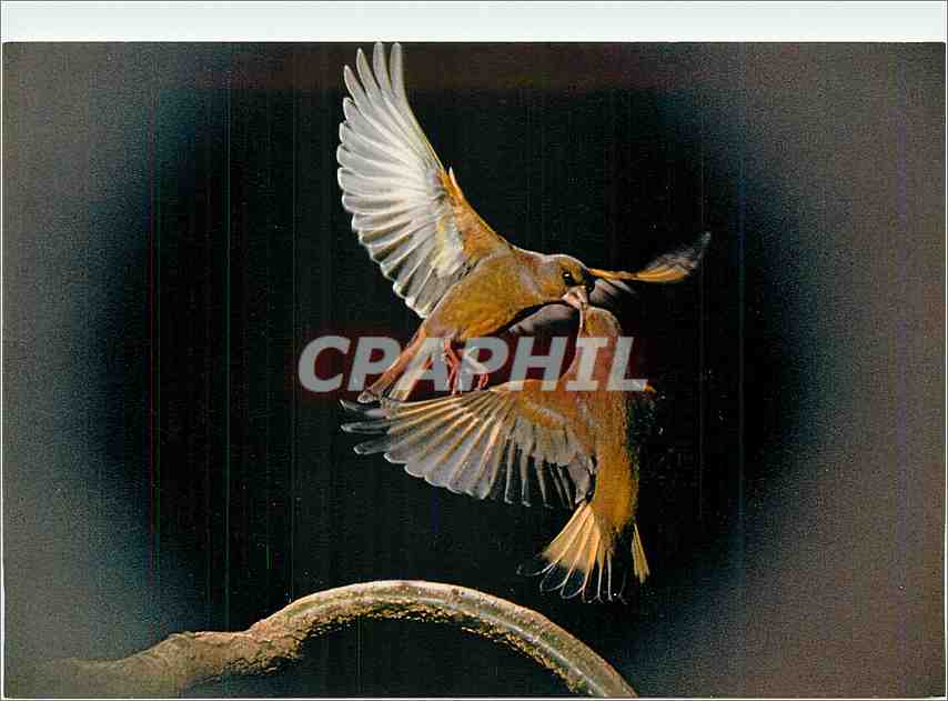 CPM Les Oiseaux de Roland Fiorillo Les Verdiers Duo d'Amour 