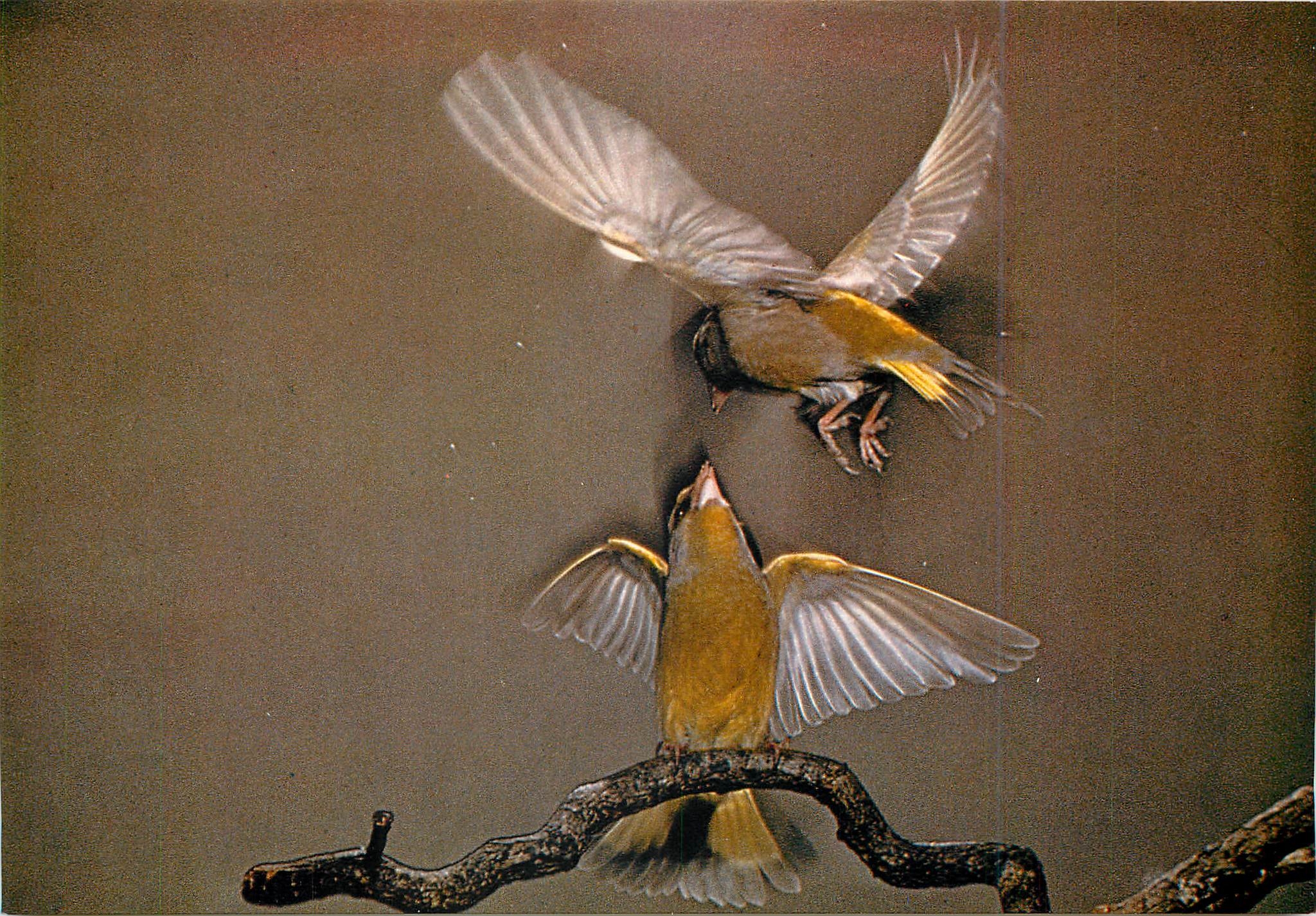 CPM Les Oiseaux de Roland Fiorillo Les Verdiers Approche 