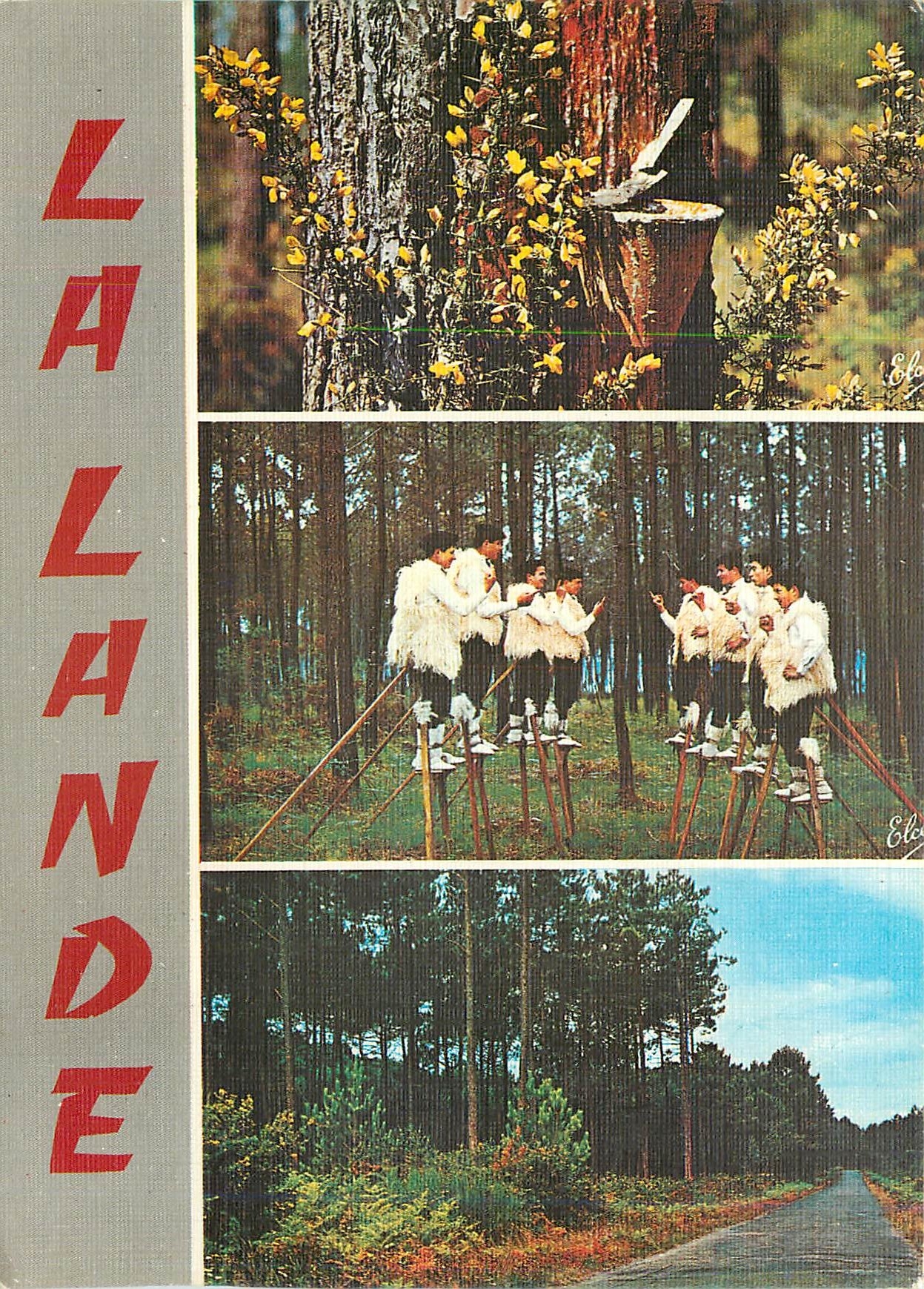CPM La Lande de haut en bas la Foret Landaise au printemps avec ses a joncs fleuris 