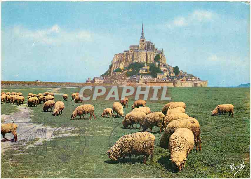 CPM Le Mont Saint Michel Merveille de l'Occident Les moutons de pre sale 