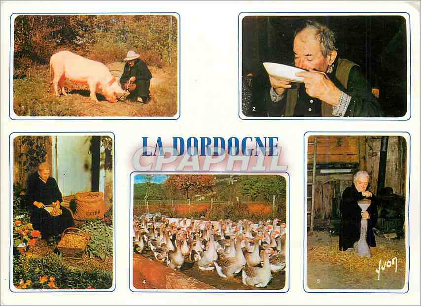 CPM En Perigord Pays des Truffes et des Chateaux La Dordogne Le Chercheur de Truffes Chabrot Casseus
