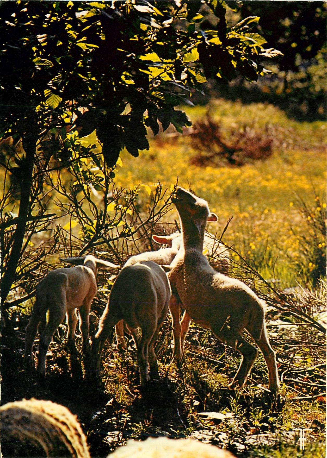 CPM Cevennes Agneaux broutang des pousses de chataigniers 