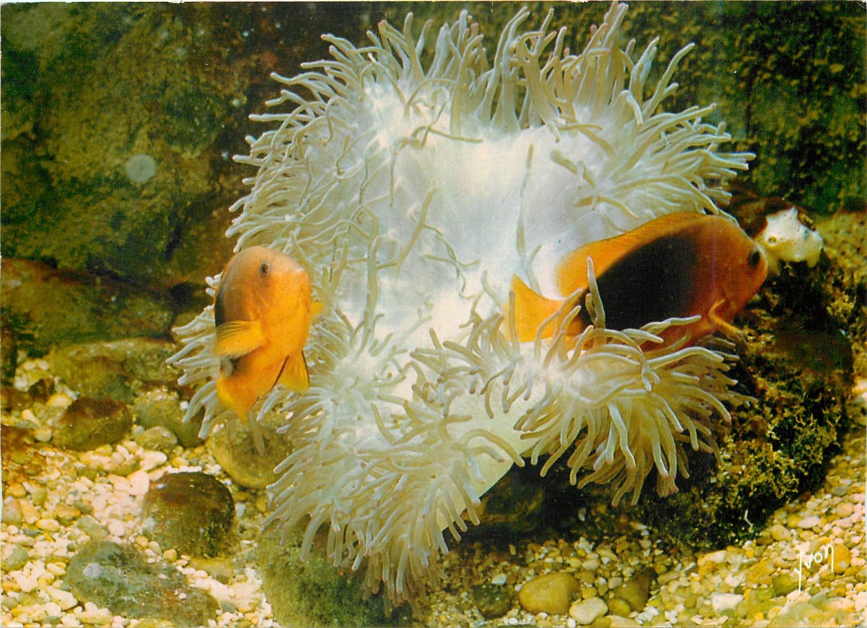 CPM Musee Oceanographique de Monaco Clown de Feu Amphiprion ephippium 
