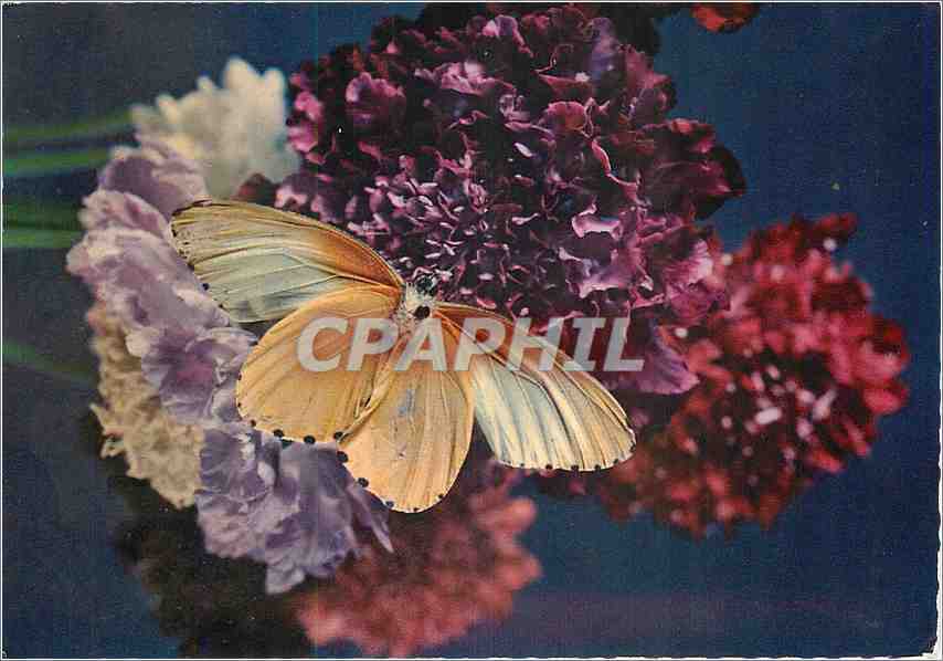 CPM Papillon