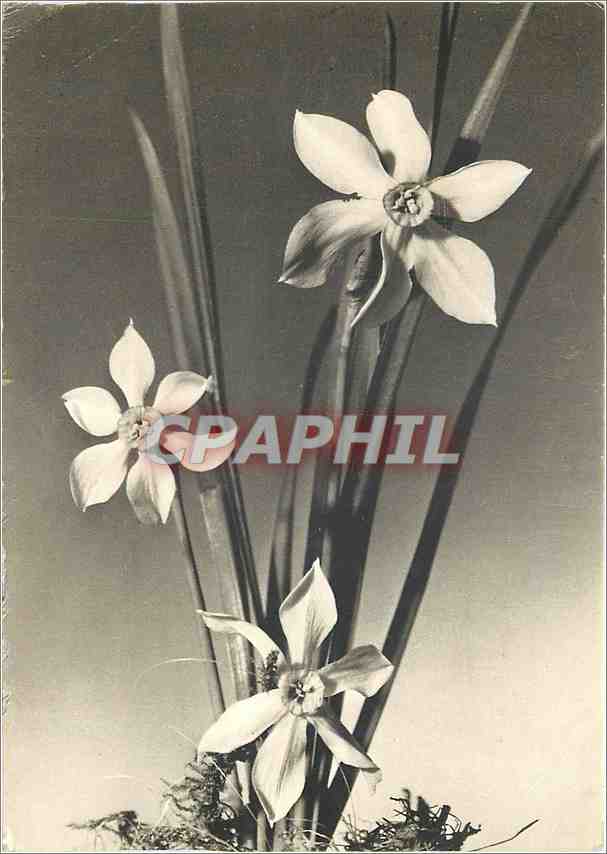 CPM Fleurs