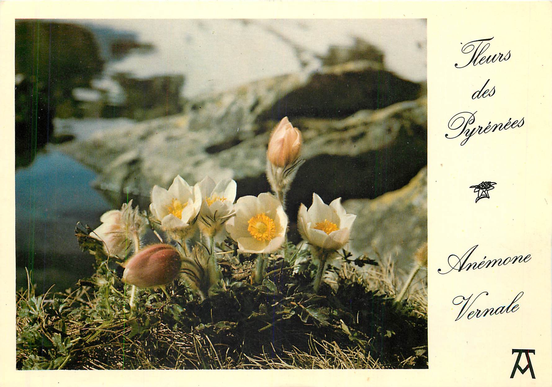 CPM Fleurs des Pyrenees Anemone Vernale 