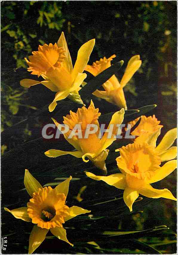 CPM Flore de Montagne Jonquilles Narcissus Pseudo Narcissus 