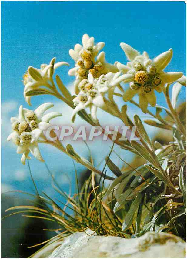 CPM Edelweiss Etoile des Alpes Stella Alpina 