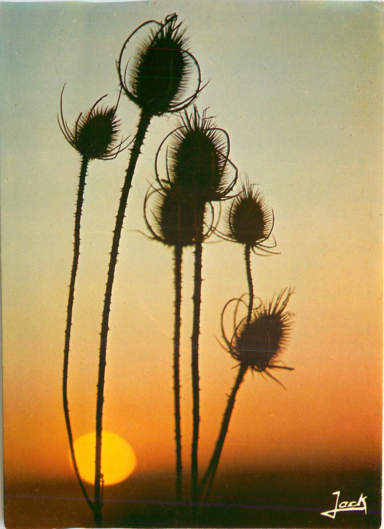 CPM Couleurs de Bretagne Fleurs des chanos au soleil couchant 