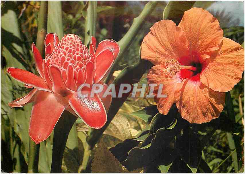 CPM Guadaloupe Rose porcelaine et Hibiscus 