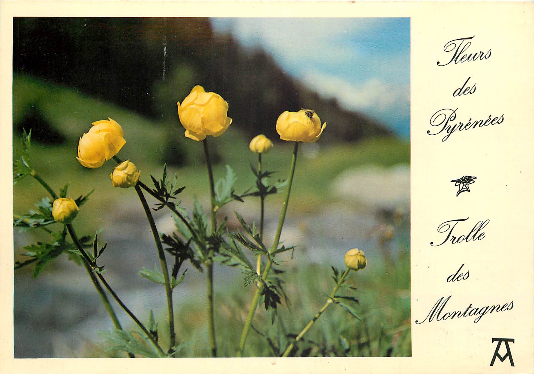 CPM Fleurs des Pyrenees Trolle des Montagnes 