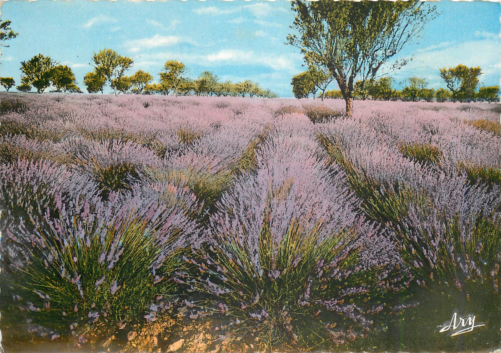 CPM La Route de la Lavande Un Champ fleuri en Provence 