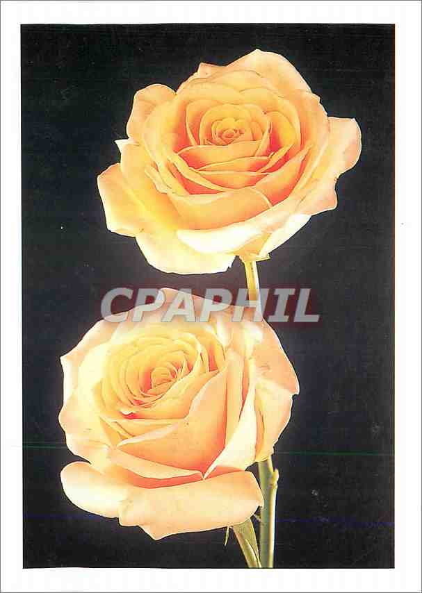 CPM Roseraies Meilland Richardier Paul Ricard Meinivoz Variete Meilland Medaille d'or a Rome 