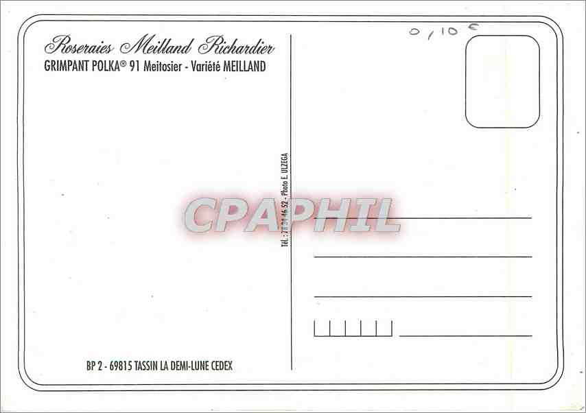 CPM Roseraies Meilland Richardier Grimpant Polka Meitosier Variete Meilland  — Rückseite