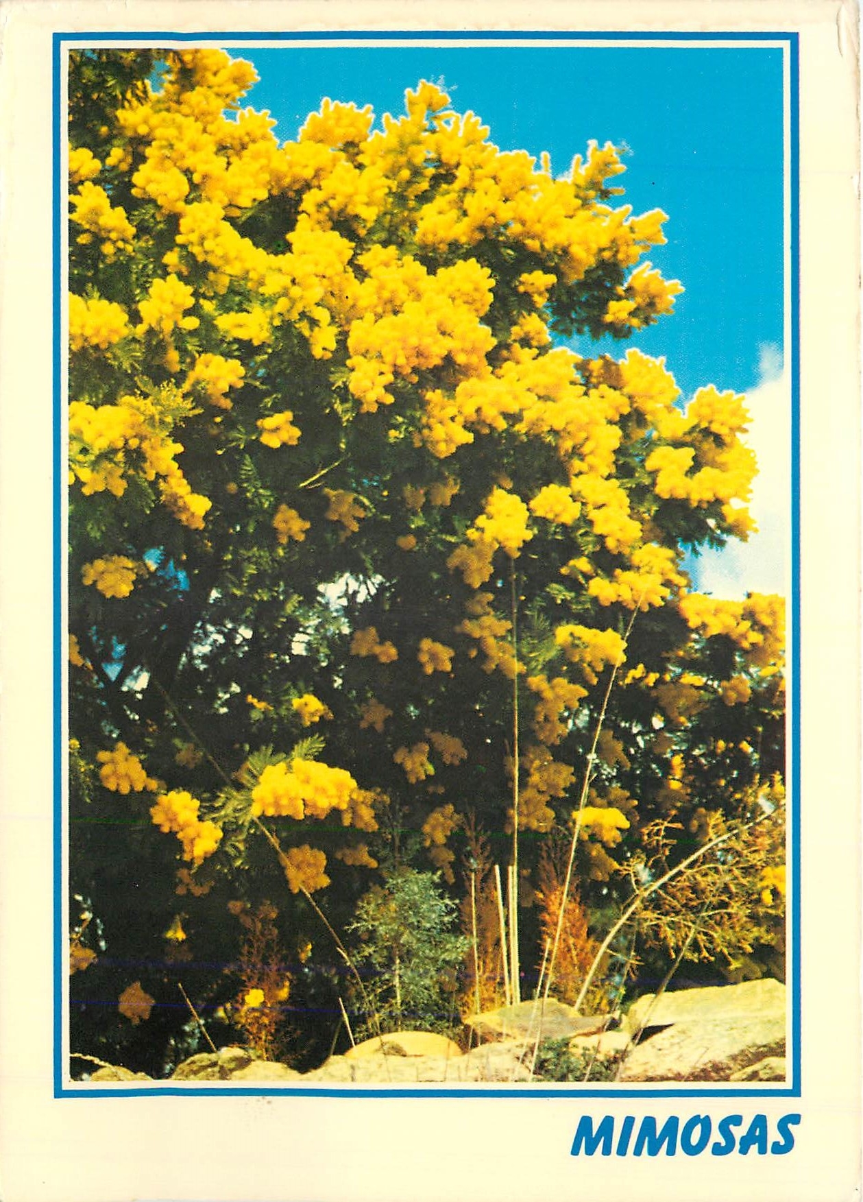 CPM La Provence embaumee Mimosa 
