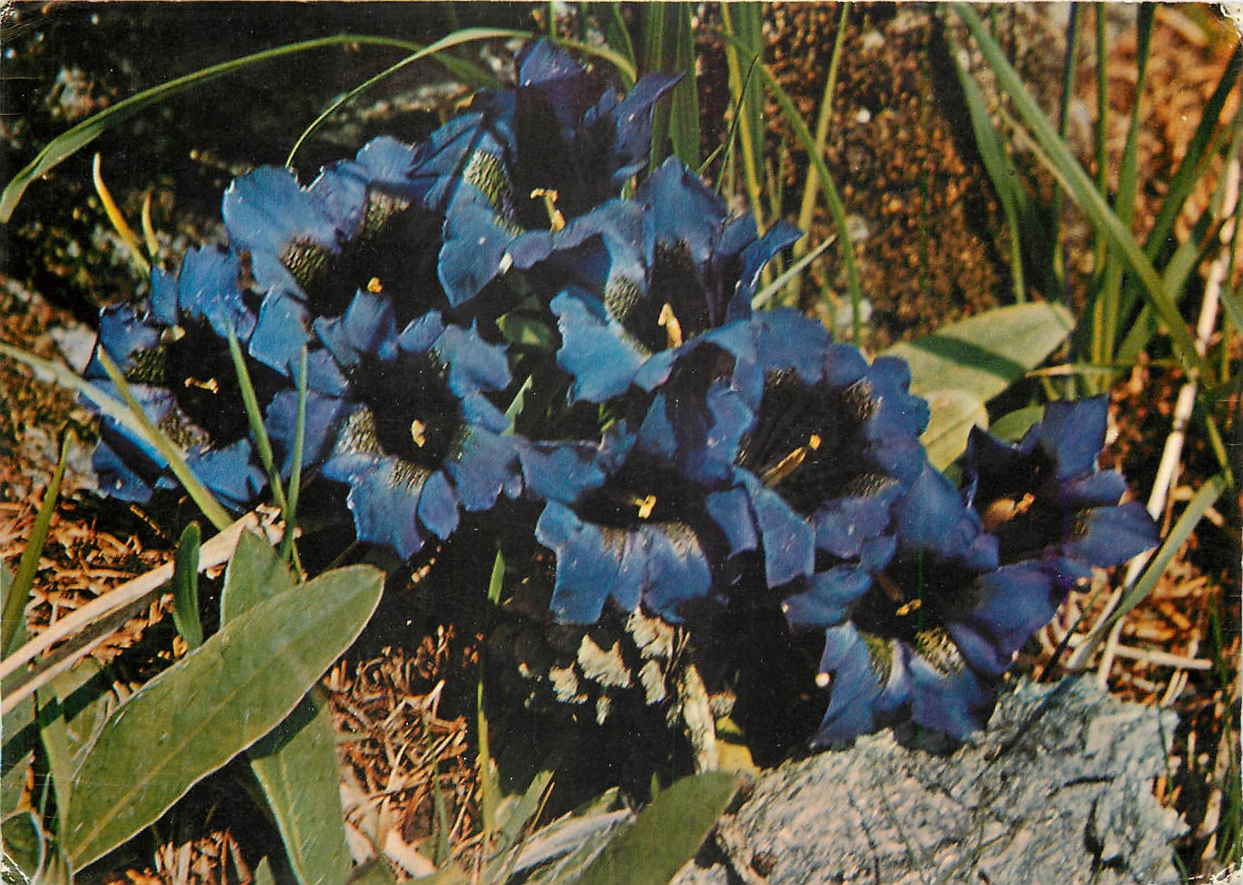 CPM Gentiana Kochiana 