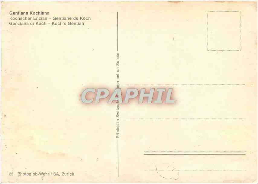 CPM Gentiana Kochiana  — Back