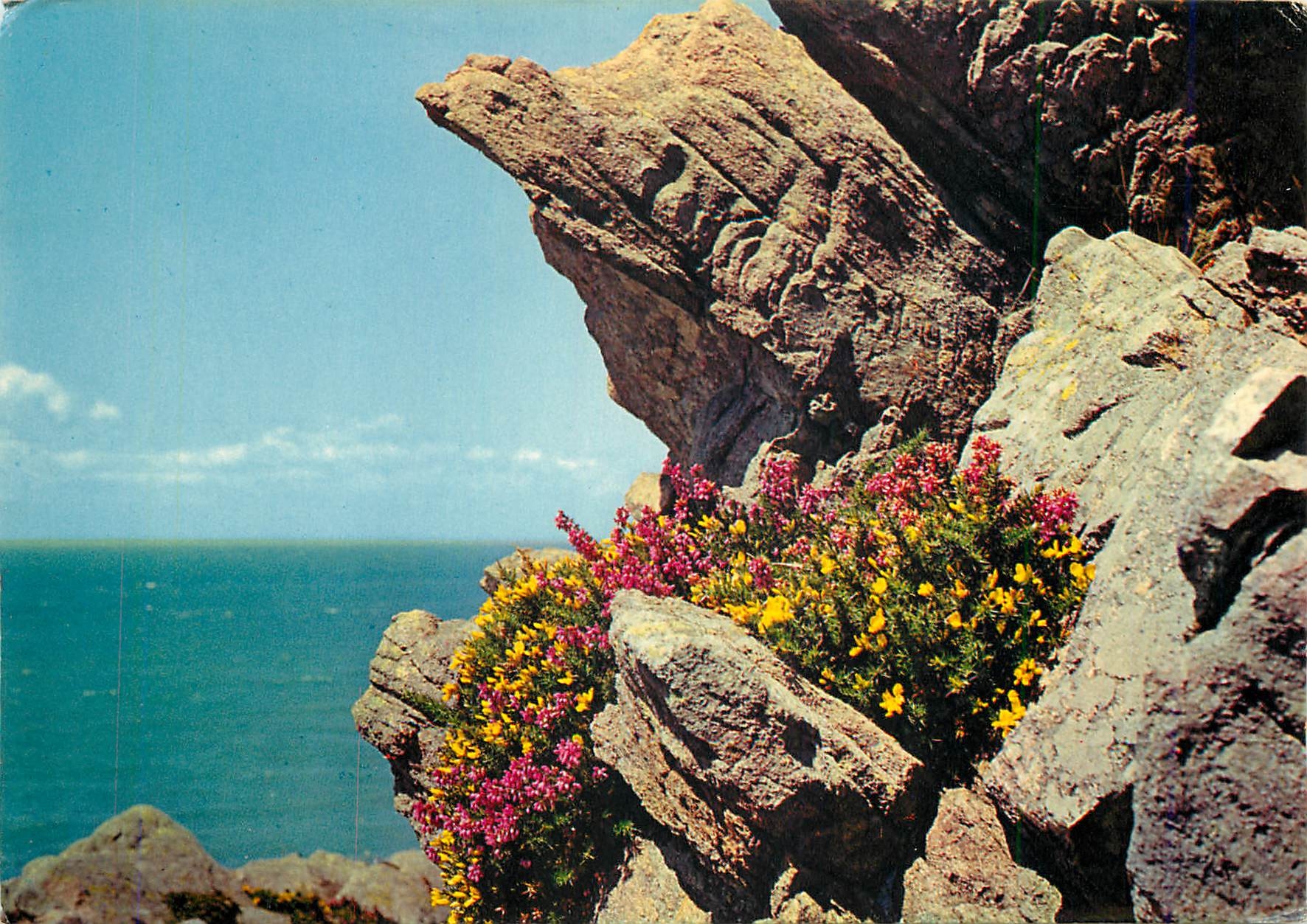 CPM Bretagne Terre du Passe Les ajoncs eclatanta parure de granit 