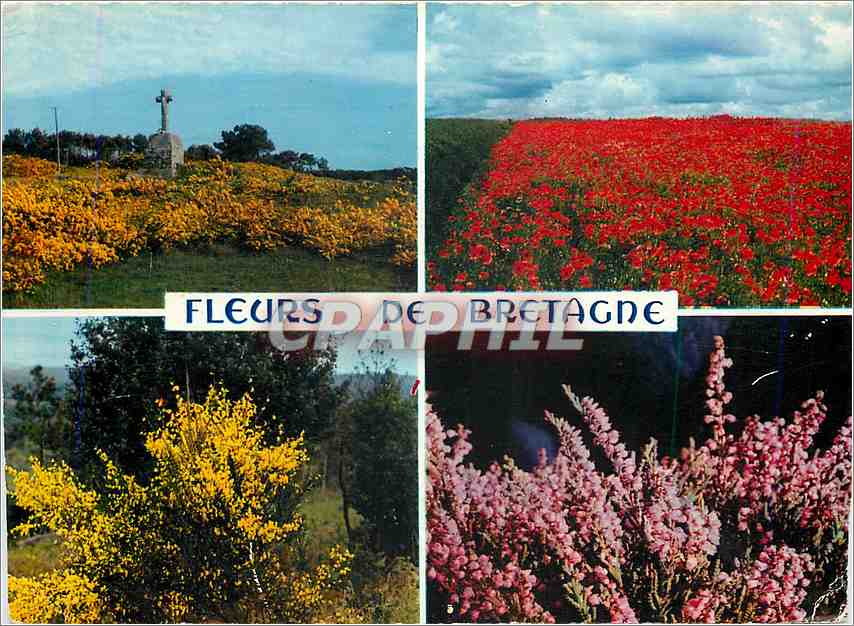 CPM Fleurs de Bretagne L'ajonc coquelicots dans un champ genets et bruyere 