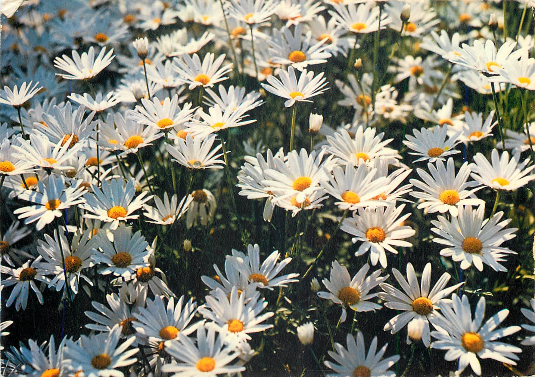 CPM Marguerites 