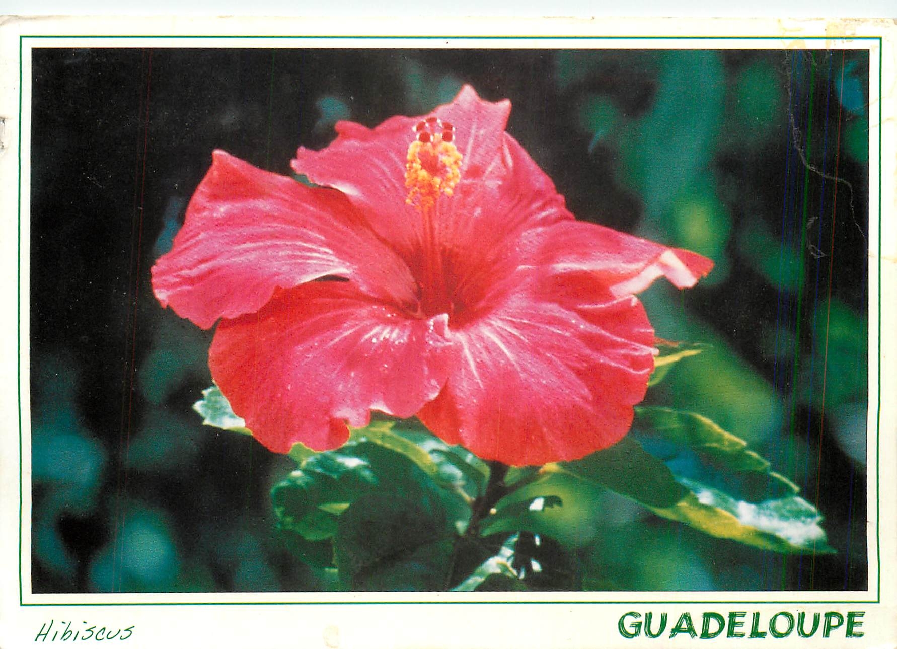 CPM Guadeloupe Antilles Francaises Hibiscus rosa sinensis 