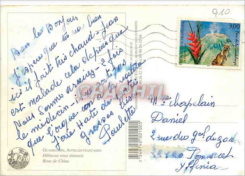 CPM Guadeloupe Antilles Francaises Hibiscus rosa sinensis  — Verso