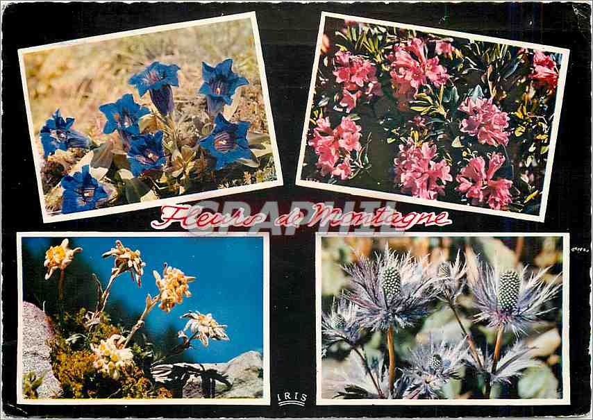 CPM Fleurs de montagne Gentianes bleues Rhododendrons Edelweiss Panicaut Reine des Alpes 