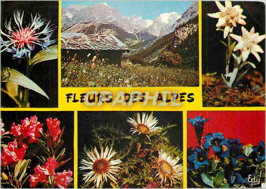 CPM Fleurs des alpes La Centauree l'Edelweiss le Rhododendron le Chardon Blanc le Gentiane 