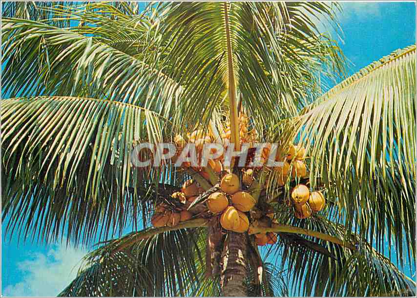 CPM Coco d'or 