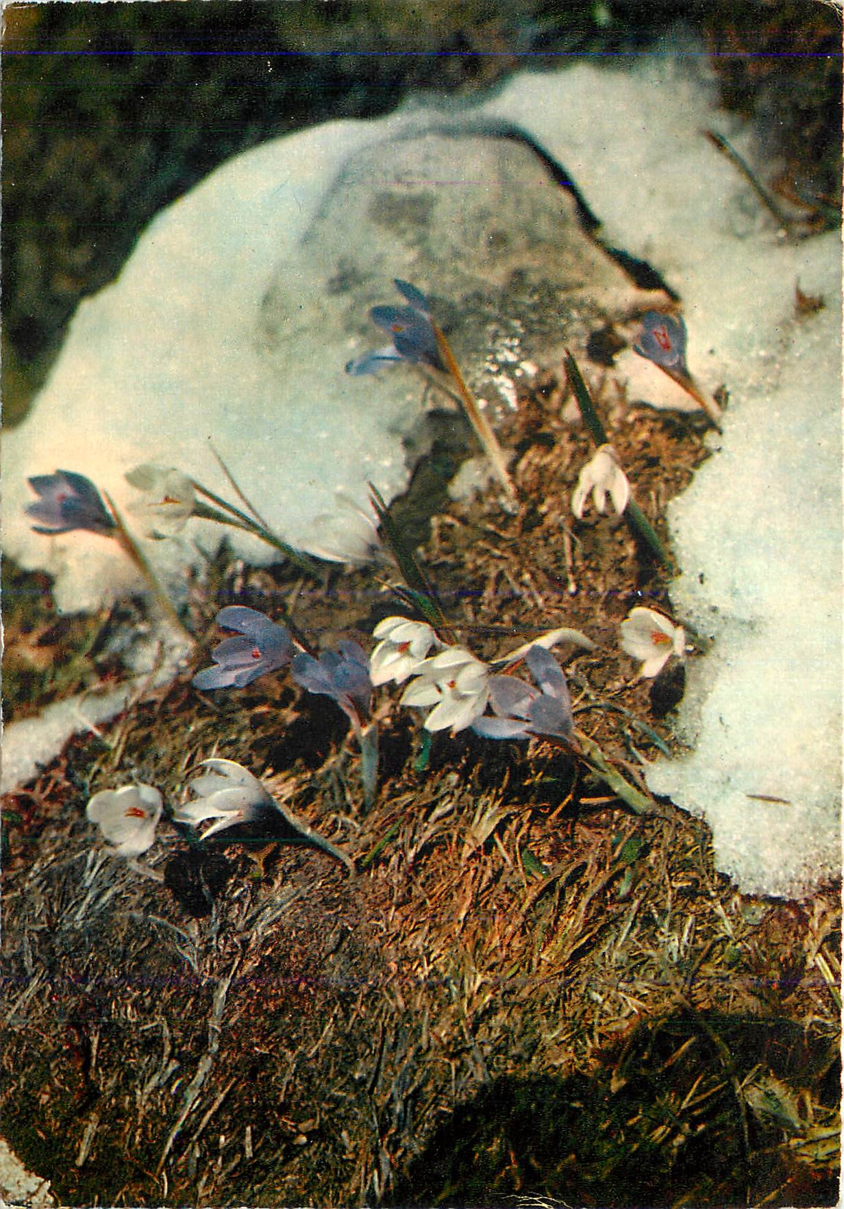 CPM Fleurs de Montagne Perce neige Crocus 