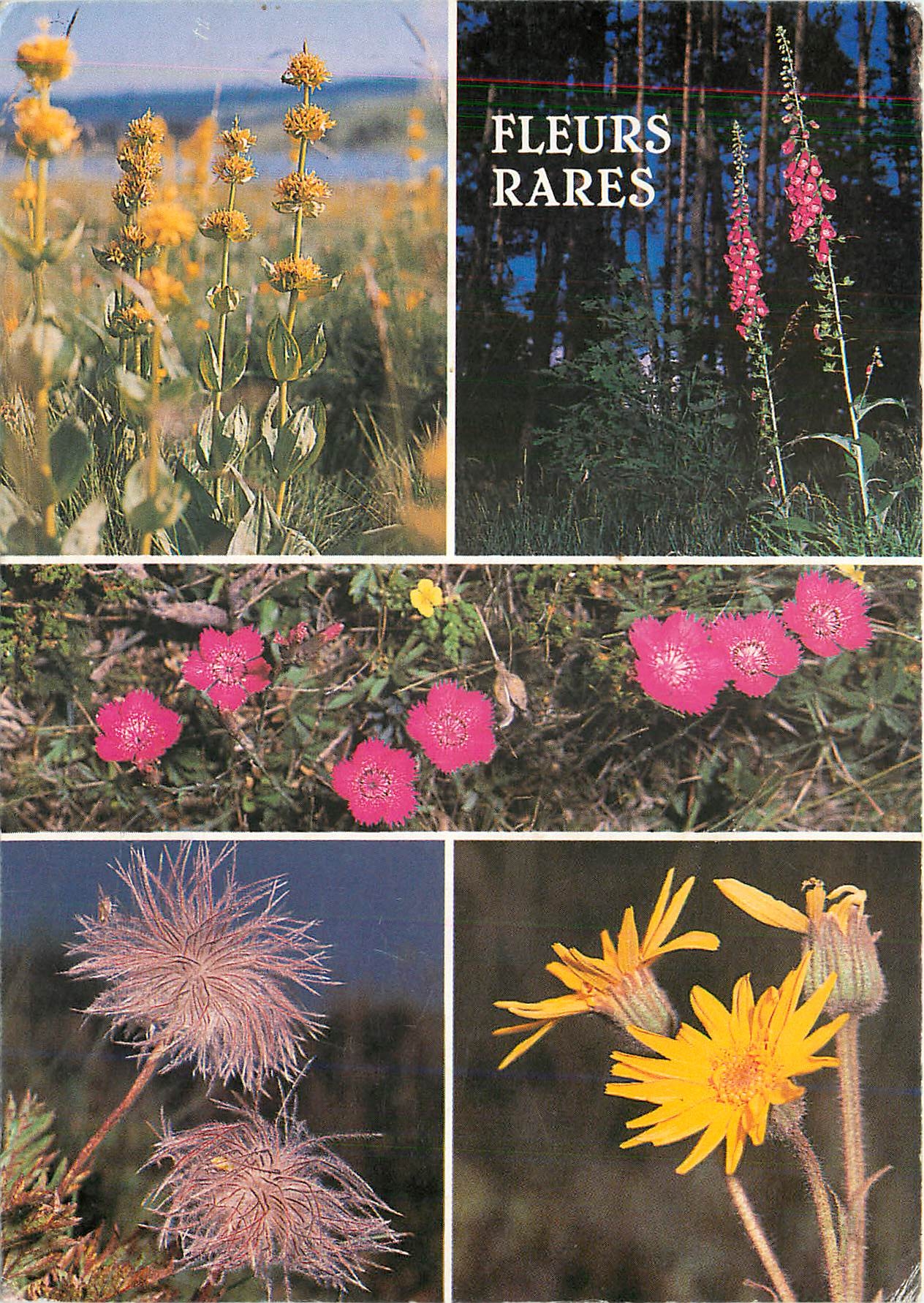 CPM Fleurs rares Gentiane jaune rare et protege Digitale pourpre assez rare et veneneuse 
