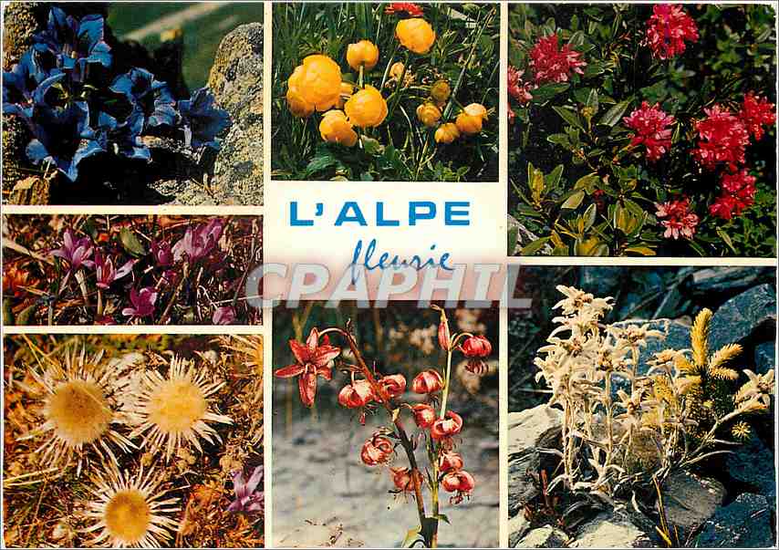 CPM Fleurs des Alpes Gentianes Trolles Rhododendrons Croceus Chardons Lys Mortagon et Edelweiss 