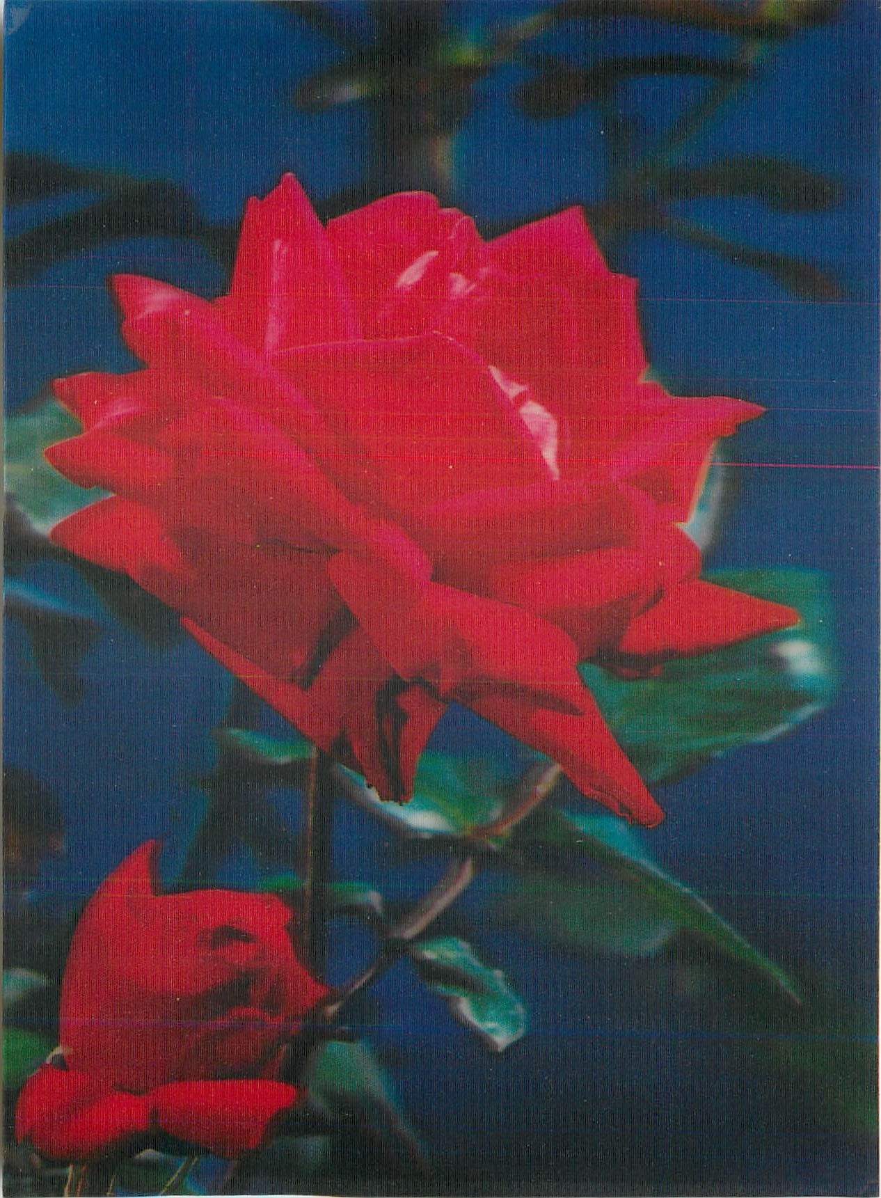 CPM Rose 