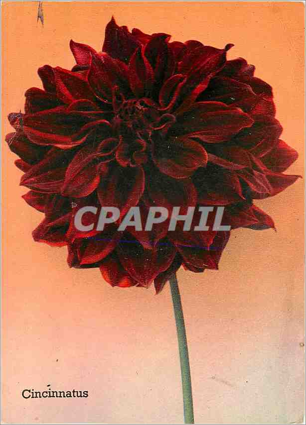 CPM Cincinnatus Dahlia Decoratif a tres grande fleur 
