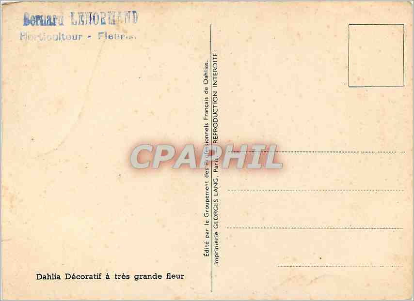 CPM Cincinnatus Dahlia Decoratif a tres grande fleur  — Verso