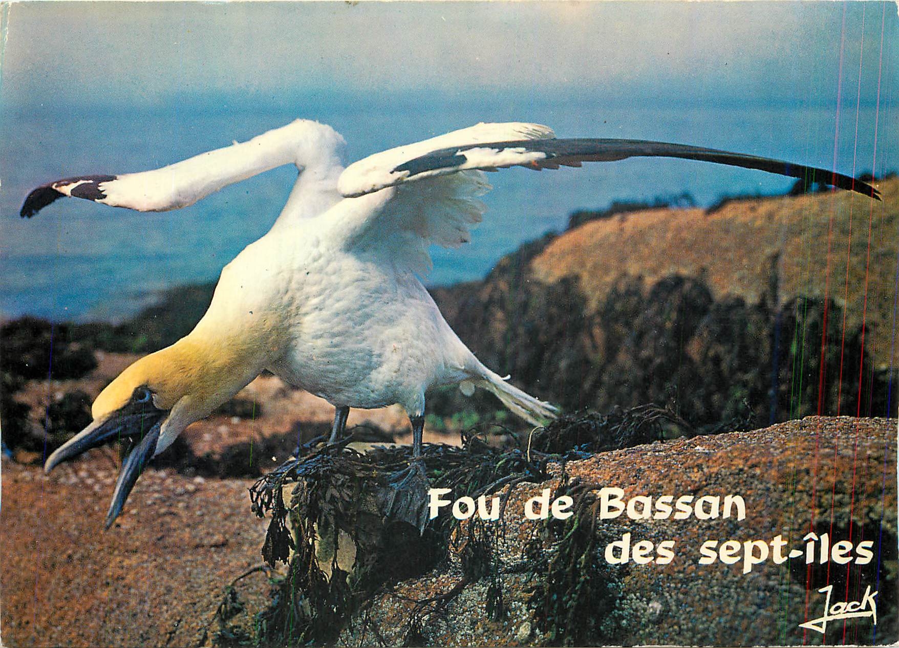 CPM Les Oiseaux de Mer La Cote de Granit Rose L'Archipel des Sept Iles 